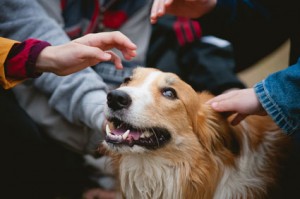 Dog being petted