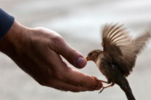 Bird landing on an outstretched hand