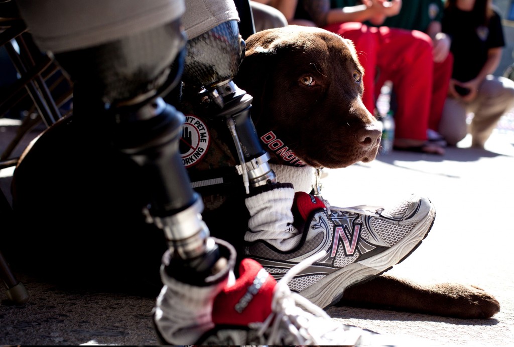 ServiceDog