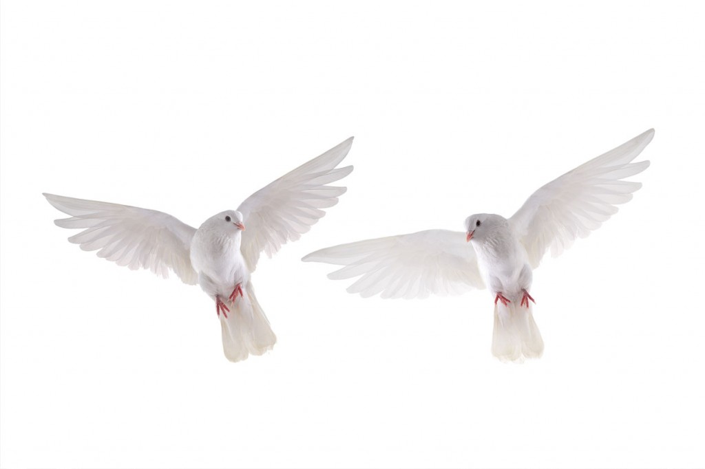 Doves