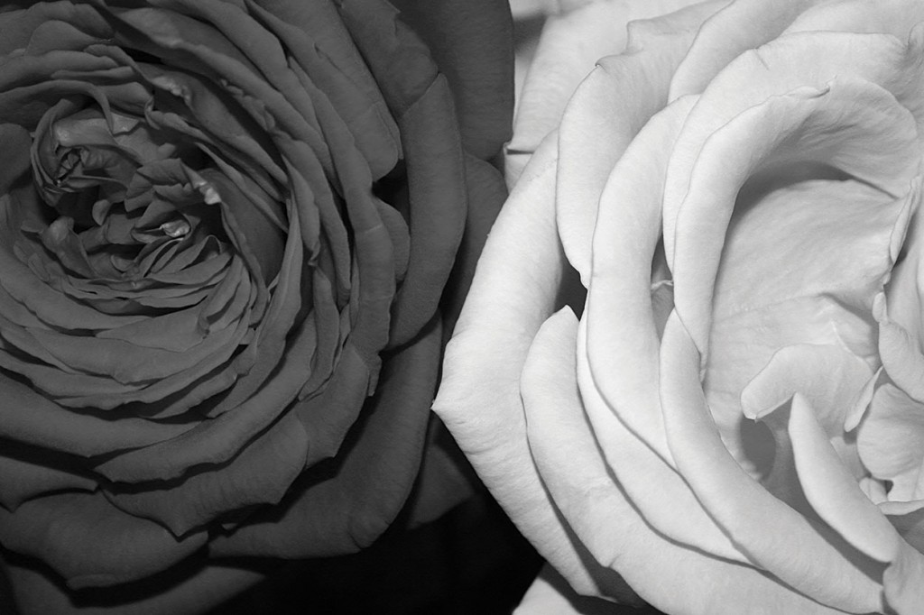 Branding-Images_Roses